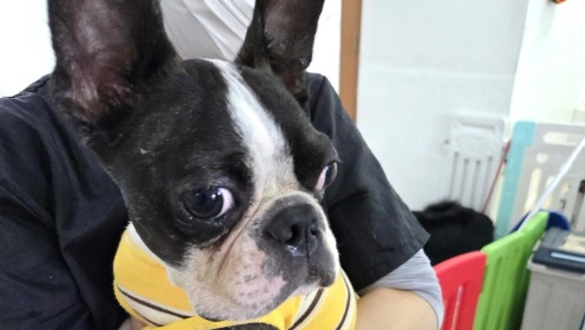 【シニアドッグサポーターで幸せになりました】世話が負担のボストンテリア、経験豊富なシニア家族の元へ