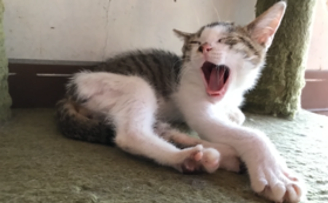 【返礼品不要】　頑張れ！ハナオ！