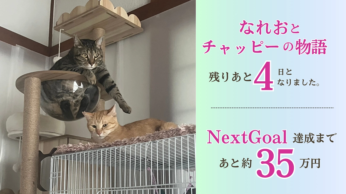 猫にも心があるのです。【後４日となりました】