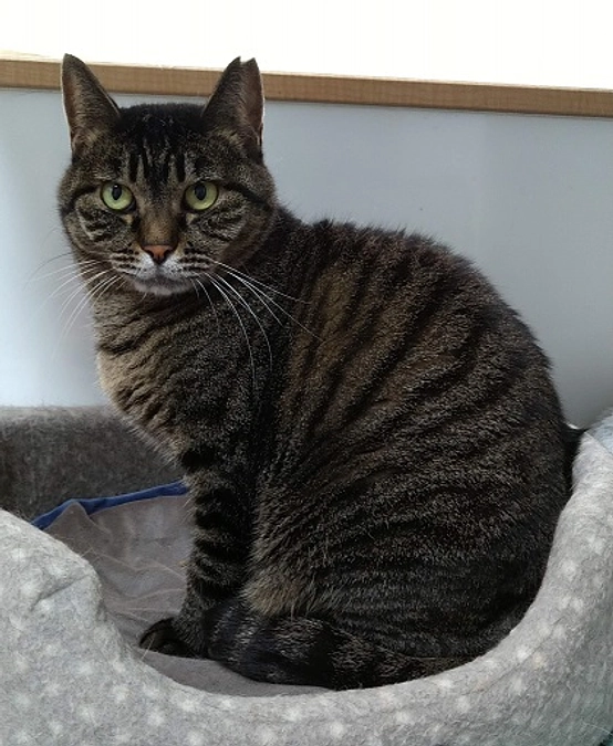 在籍猫紹介【コットンちゃん】