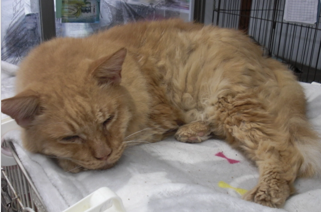 【終いの棲家で暮らす子の紹介】入居して3年のボス♂です！