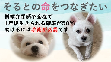 心臓病(僧帽弁閉鎖不全症)の愛犬そるとを手術で助けたい のトップ画像