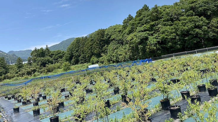 獣害と雇用不足を解決するジビエ専門バーベキュー場を作りたい 3枚目