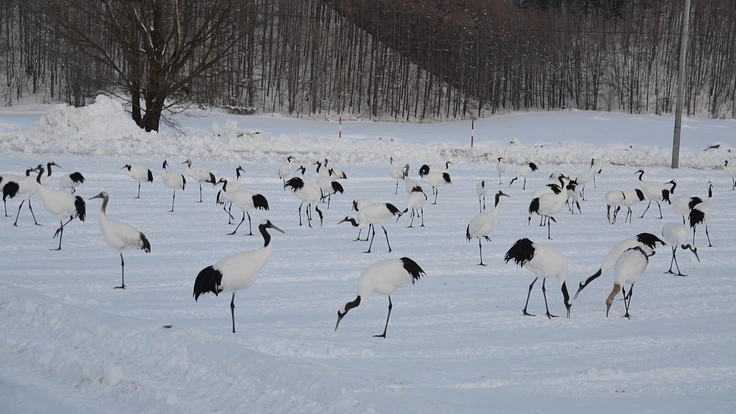 北海道の希少な野生動植物を“絶滅の危機”から守りたい。