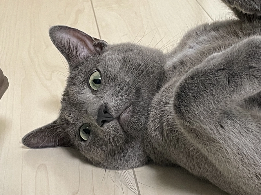 皆様の御協力どうかよろしくお願い致します。