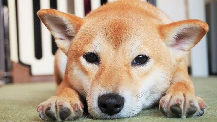 滋賀県に敬遠されがちな日本犬のためのドッグランを作ります！