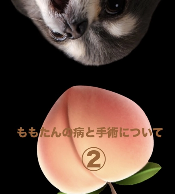 ももたんの病と手術について②