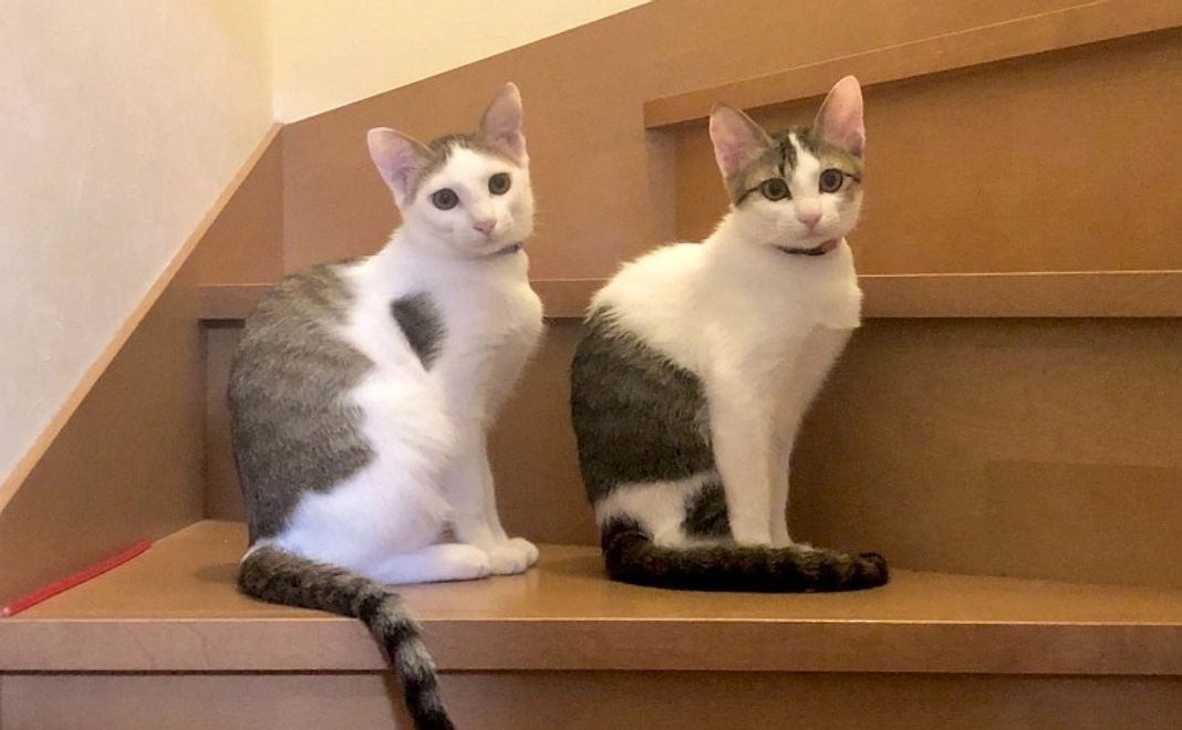 10,000円|応援コース