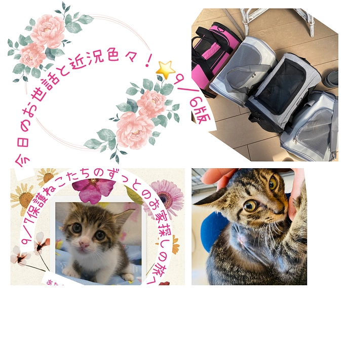 今日のお世話と近況色々！⭐️ 9／6版