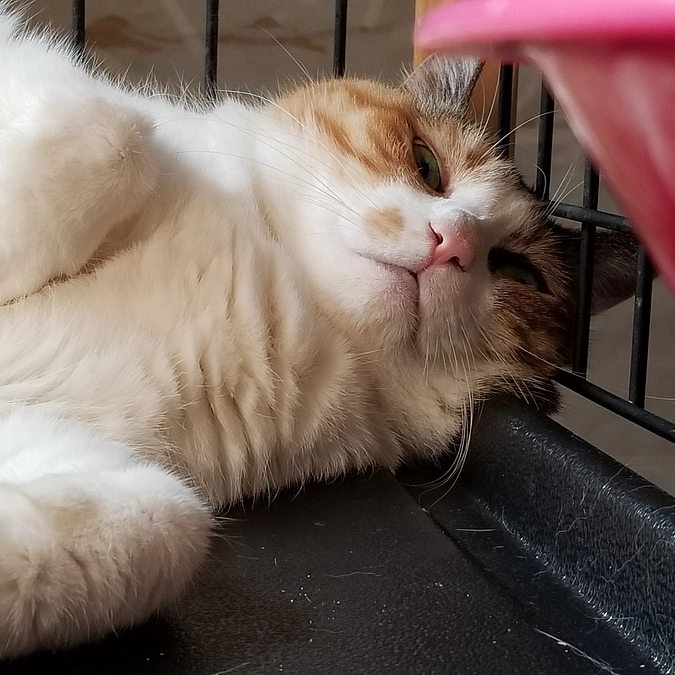 こころ病院行ってきました。