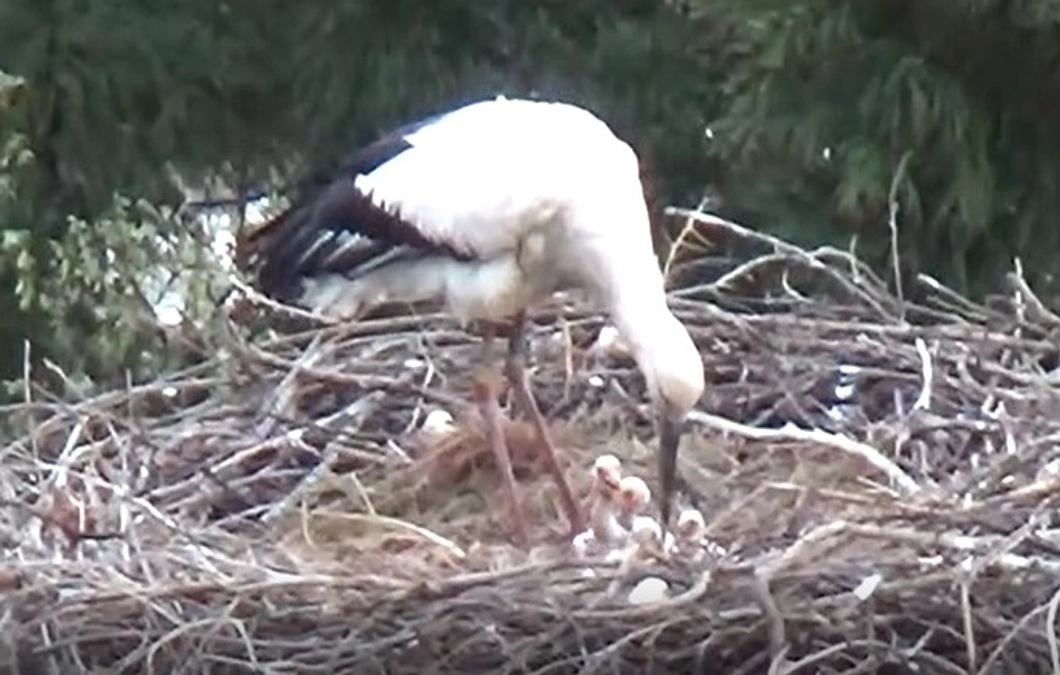 ~小浜市とコウノトリ~