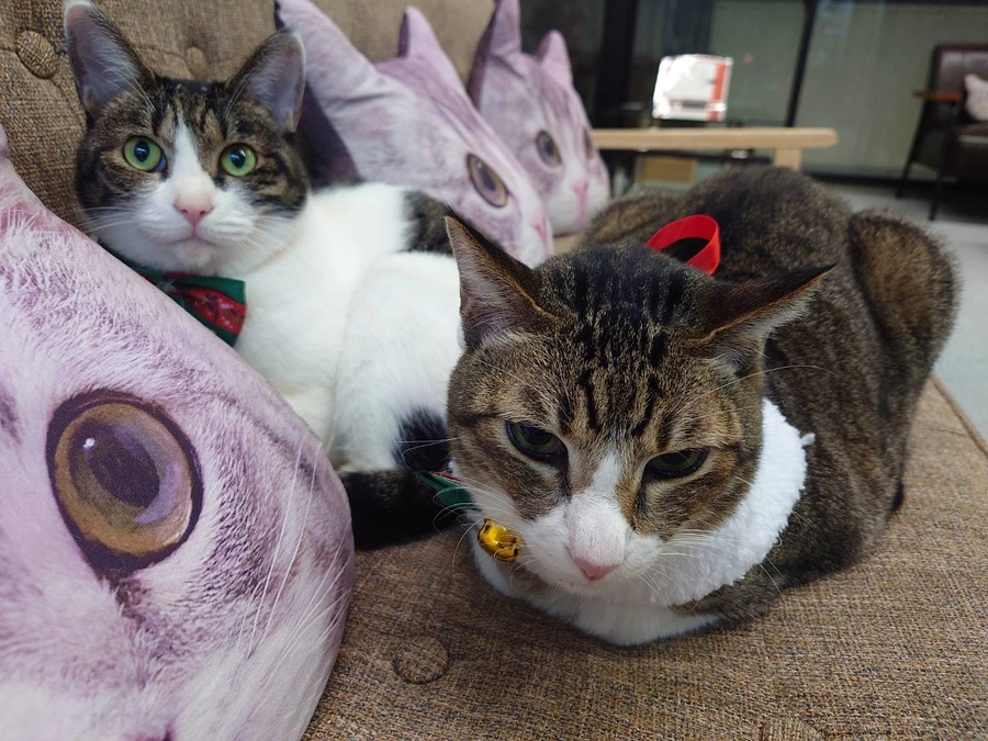 一年早いですね