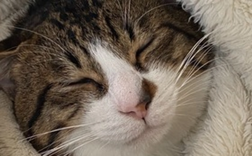 ただただ応援１