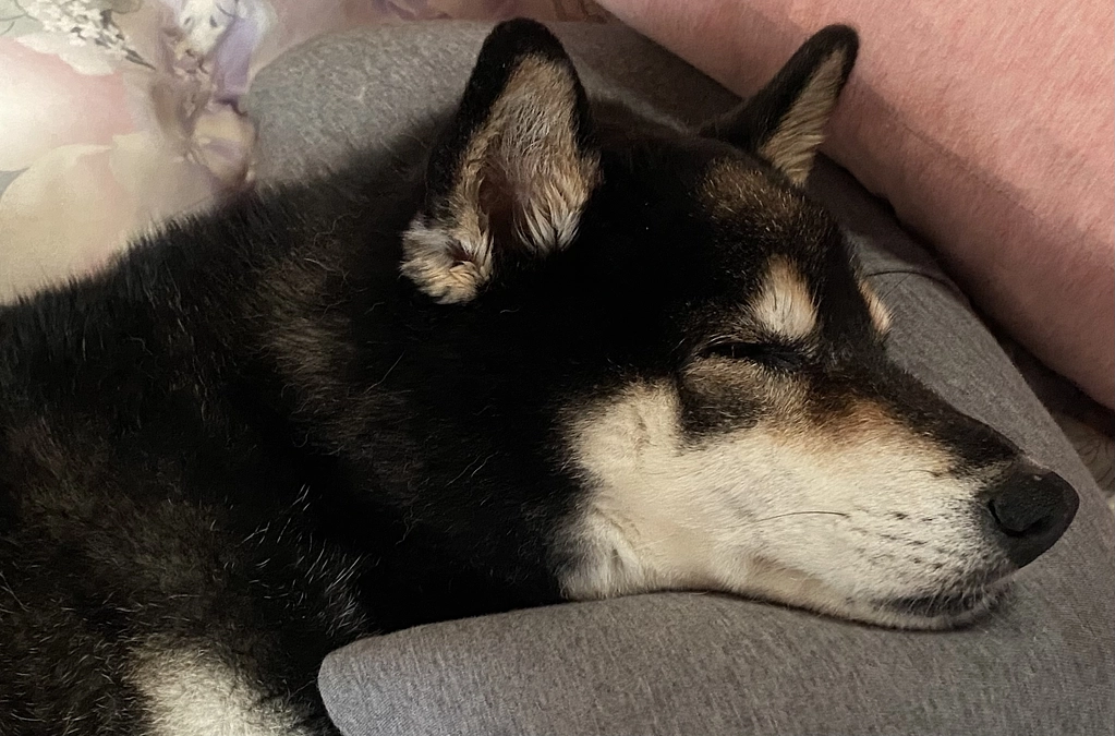 小鉄の頭痛が酷くなっている