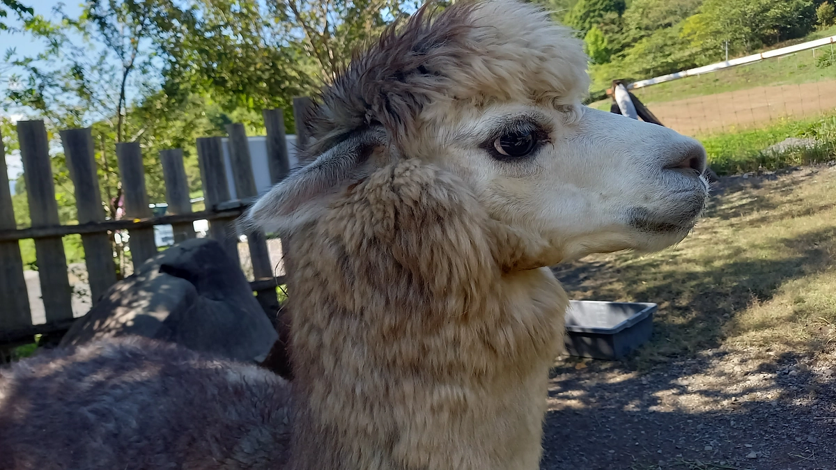 【剣淵生まれのアルパカ紹介】＃４　ソラさん