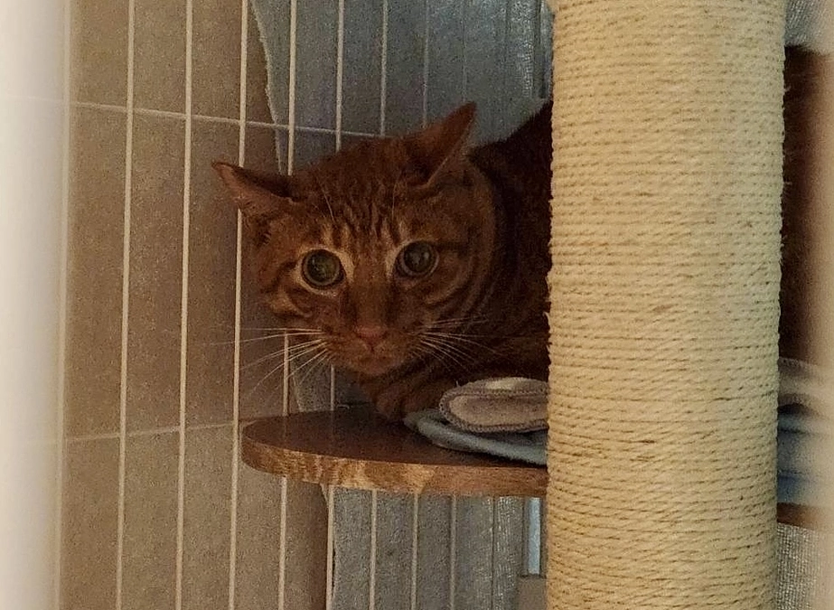 ハンディっ子のたけるんがトライアルで京都へ🐱