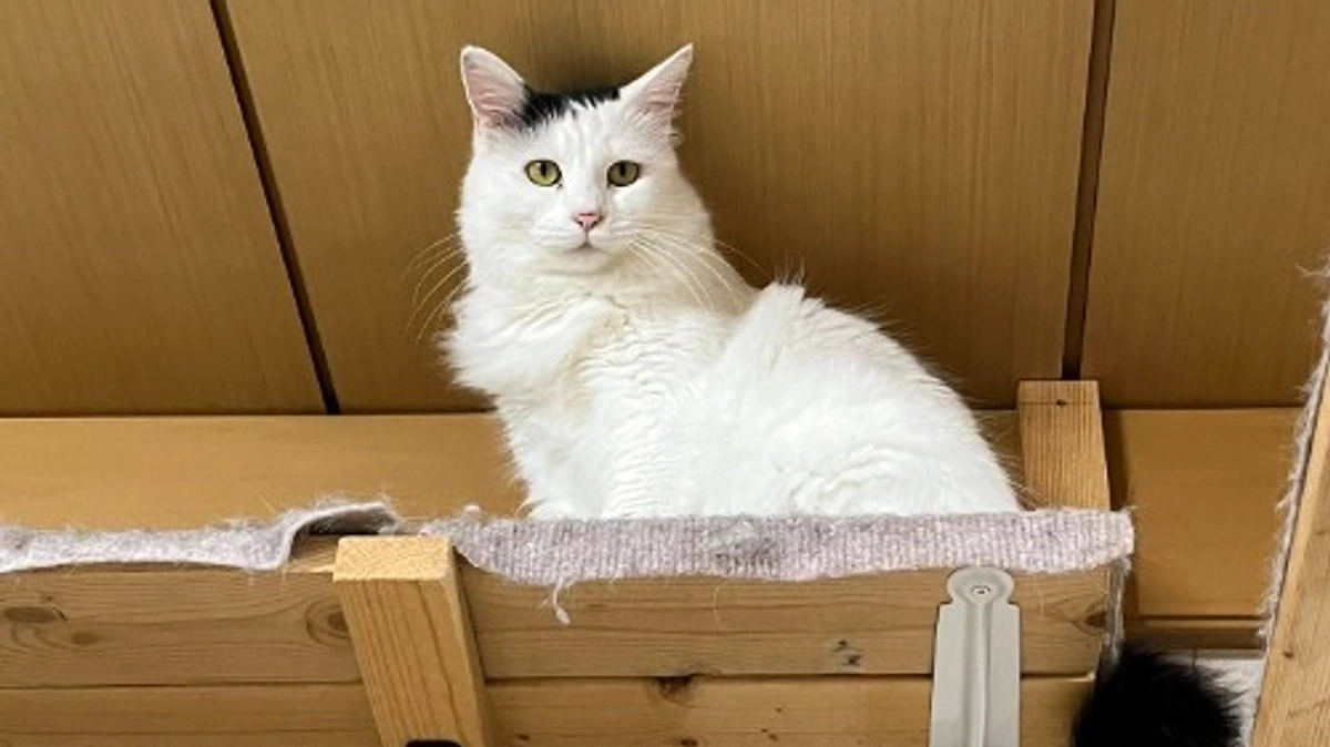 シェルター便り　～タエちゃんの話　