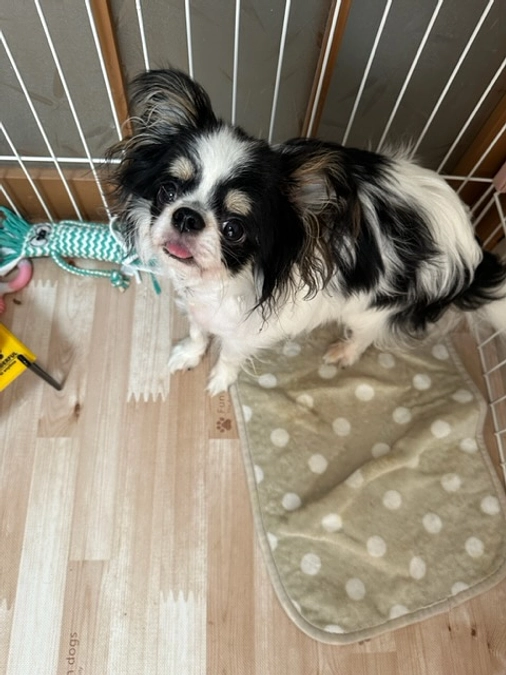 動きが出てきました