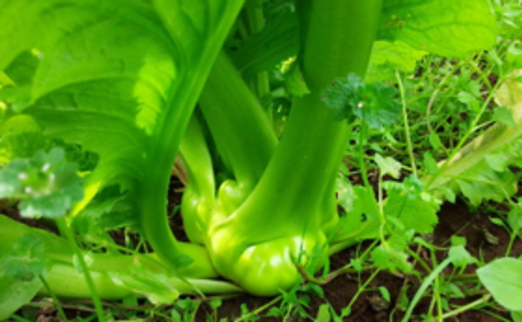 次世代へ繋げ！【5品目】厳選！有機野菜詰め合わせセット