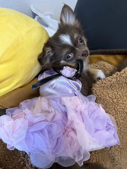 初めましてココアです🐶