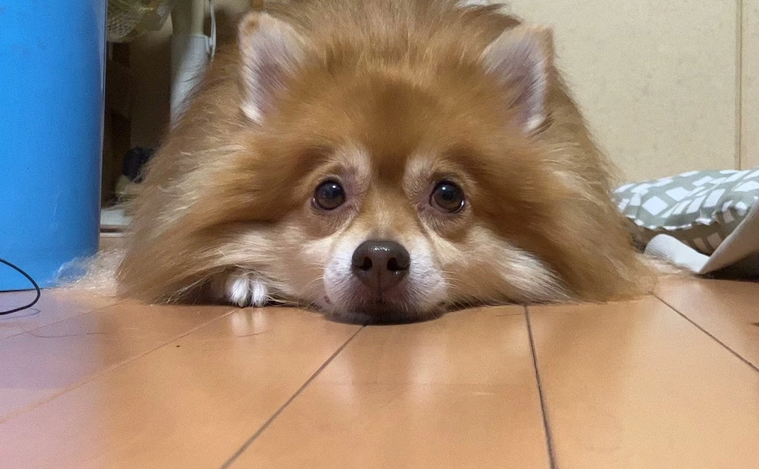 チョコちゃん支援　2000円　報告リターン