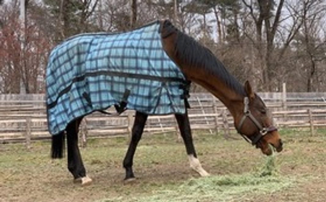 ブレーヴステイブル応援コース｜10,000円