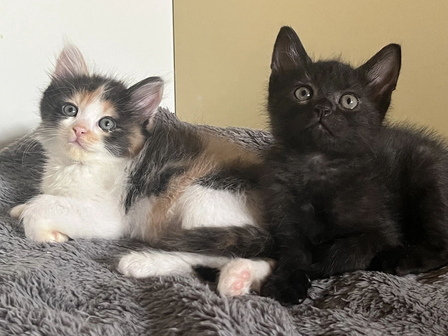 役目は終了したはずが…