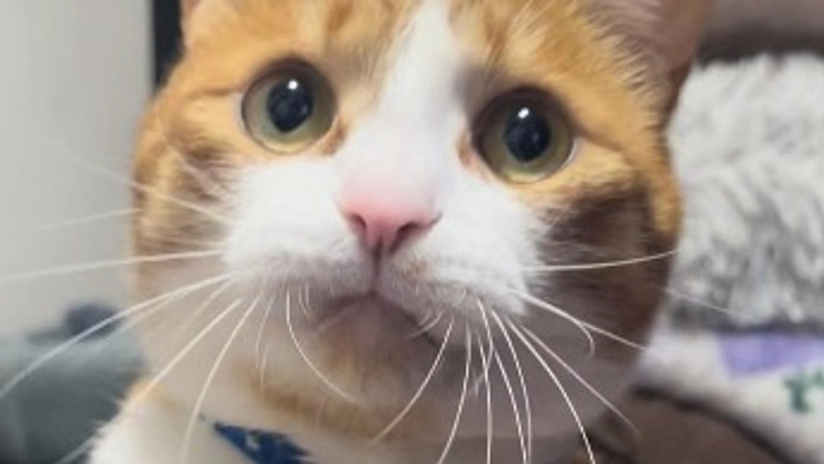 ぷちは元気です