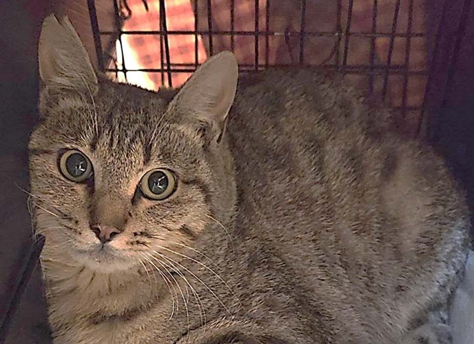 週末のTNR活動＿みんな、がんばったね