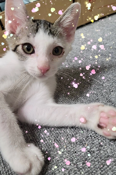 新しい家族が見つかりました！