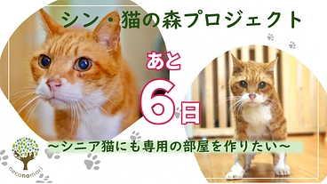 「シン・猫の森プロジェクト」〜シニア猫にも専用の部屋を作りたい〜 のトップ画像