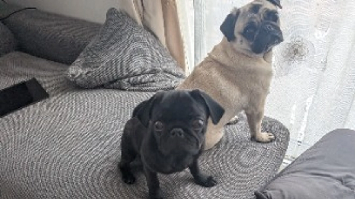 63%になりました!!!