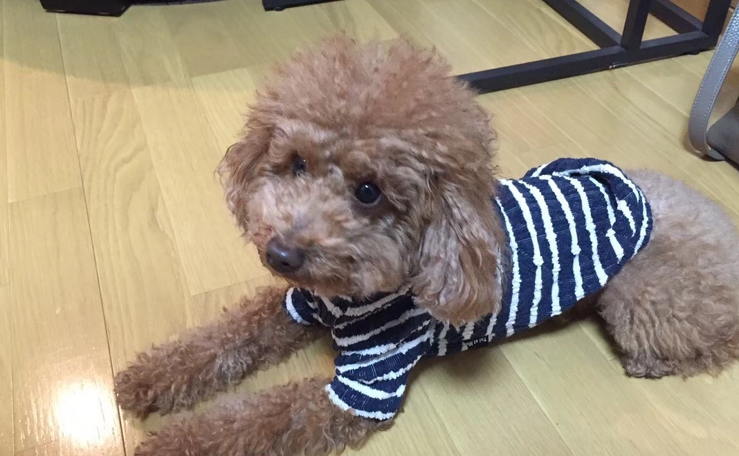 アッシュを助けてください2