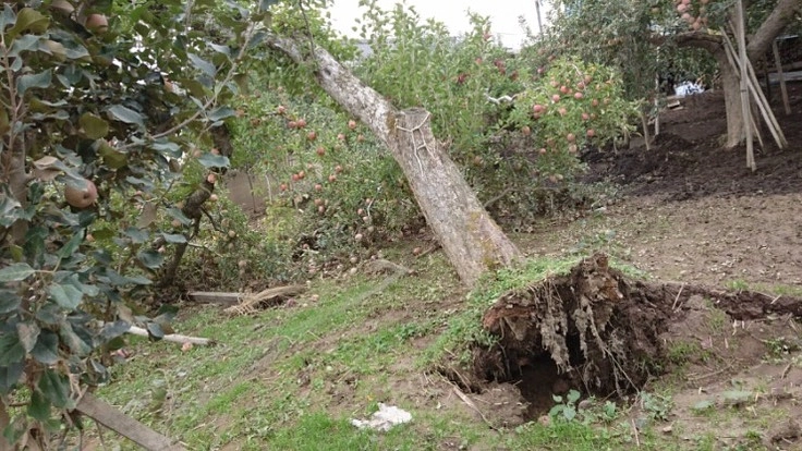 赤沼りんご農園復興支援にご協力を！子ども達の大好きなりんごを守って