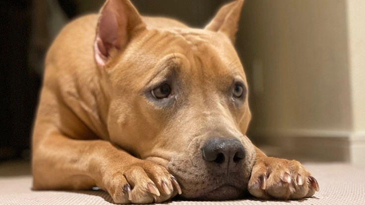 1歳4ヶ月愛犬の前十字靭帯断裂の診断で手術費用ご支援お願いします