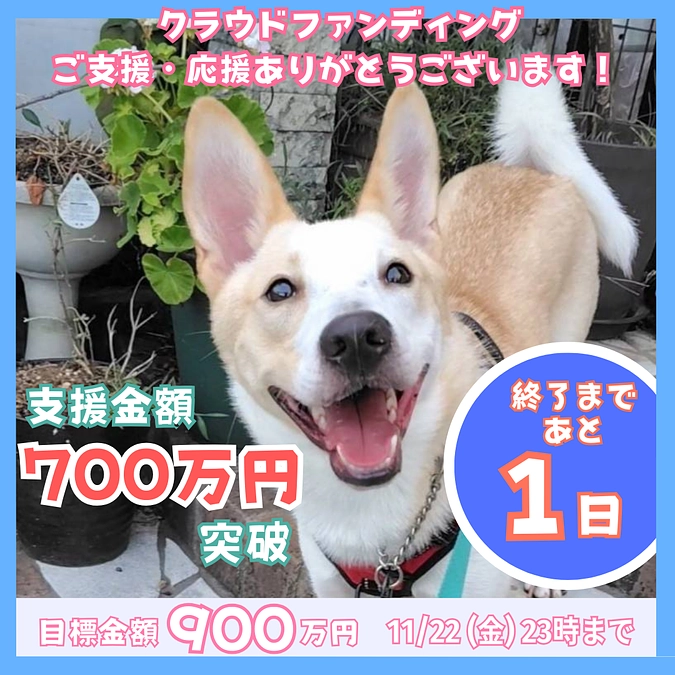 終了まであと1日！応援メッセージのご紹介です！