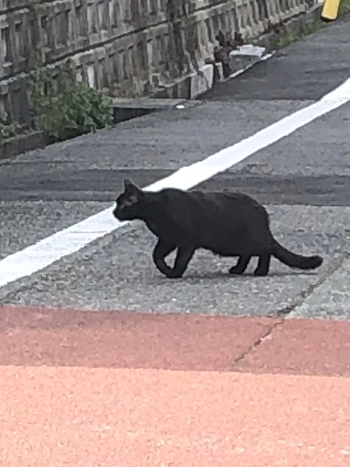 野良猫たちの不妊手術も引き続き頑張ります