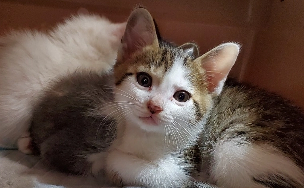 感謝のメールコース|3千円