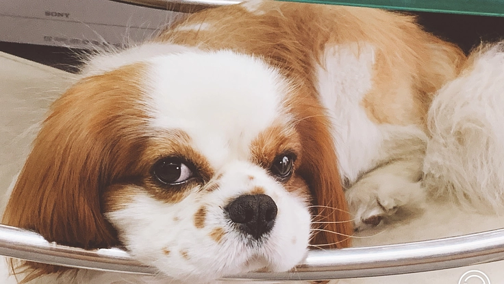 愛犬　クゥーの命を助けて下さい。　（心臓・僧帽弁閉鎖不全症）