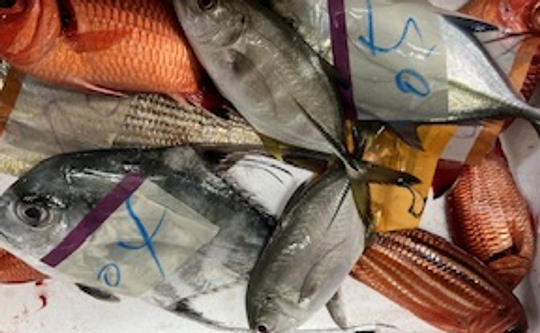 お任せ鮮魚セット2キロ