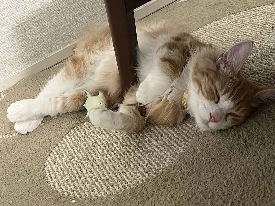 インスタライブ第二弾