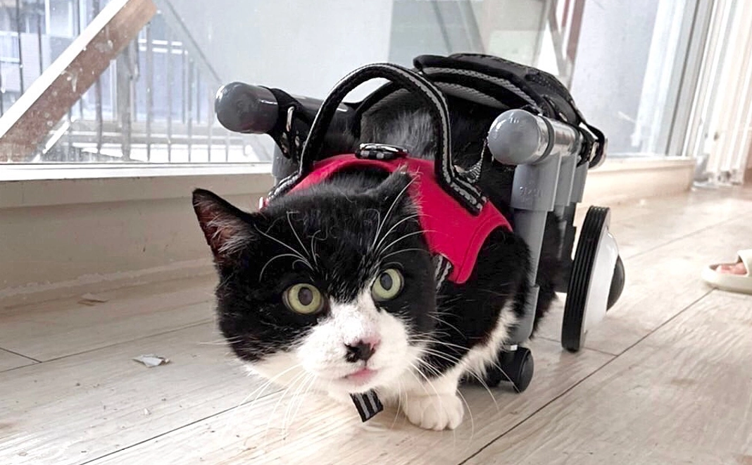 毎月応援３０００円コース