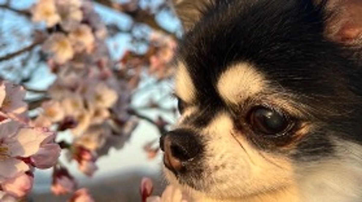 今日はプッチを桜