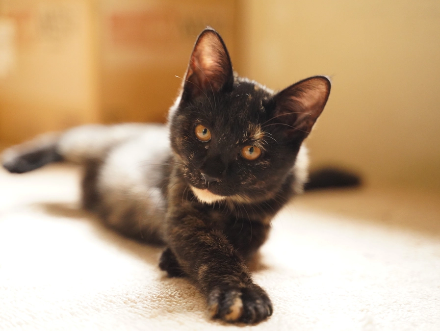 さびちゃん(子猫)