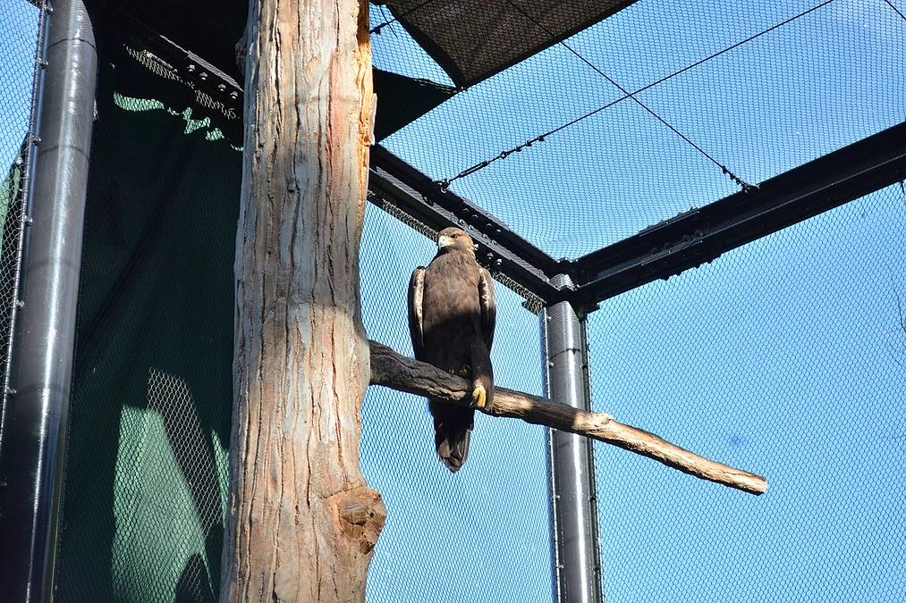 大日「だいにち」の行動範囲