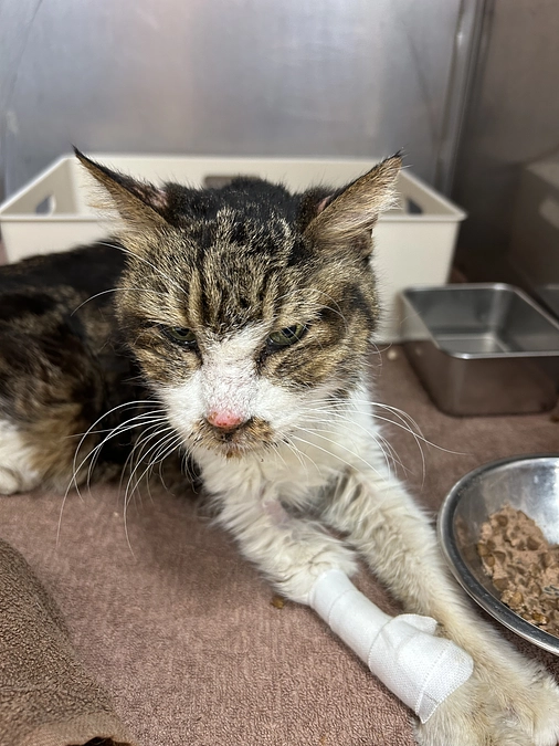 かなり衰弱したおばあちゃん猫の保護