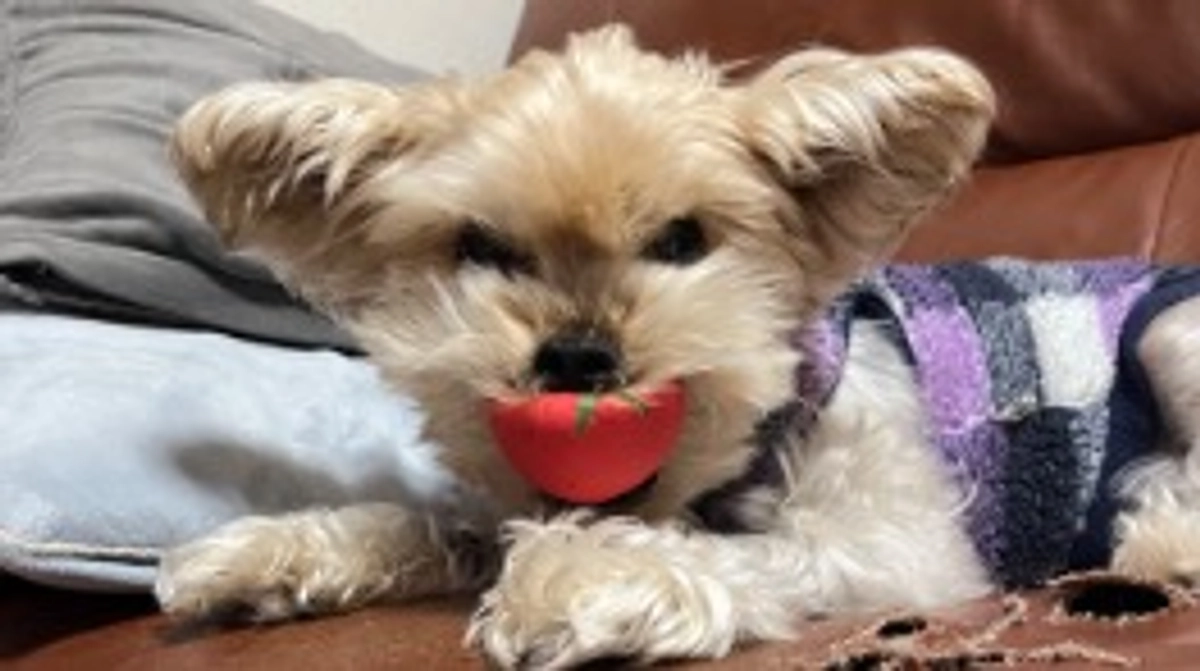 傷口の経過について