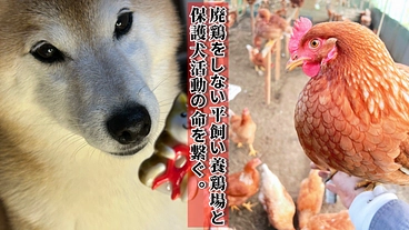 廃鶏をしない平飼い養鶏場規模拡大で命を繋ぐ保護犬活動へ のトップ画像