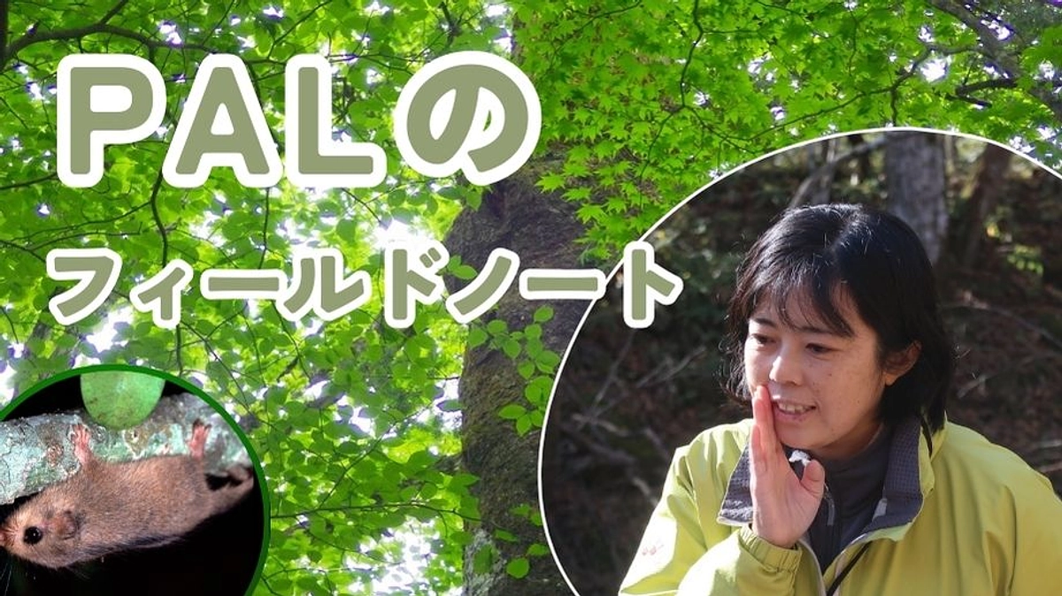 Palのフィールドノート ☆スピンオフ 🍃さかさまヤマネ