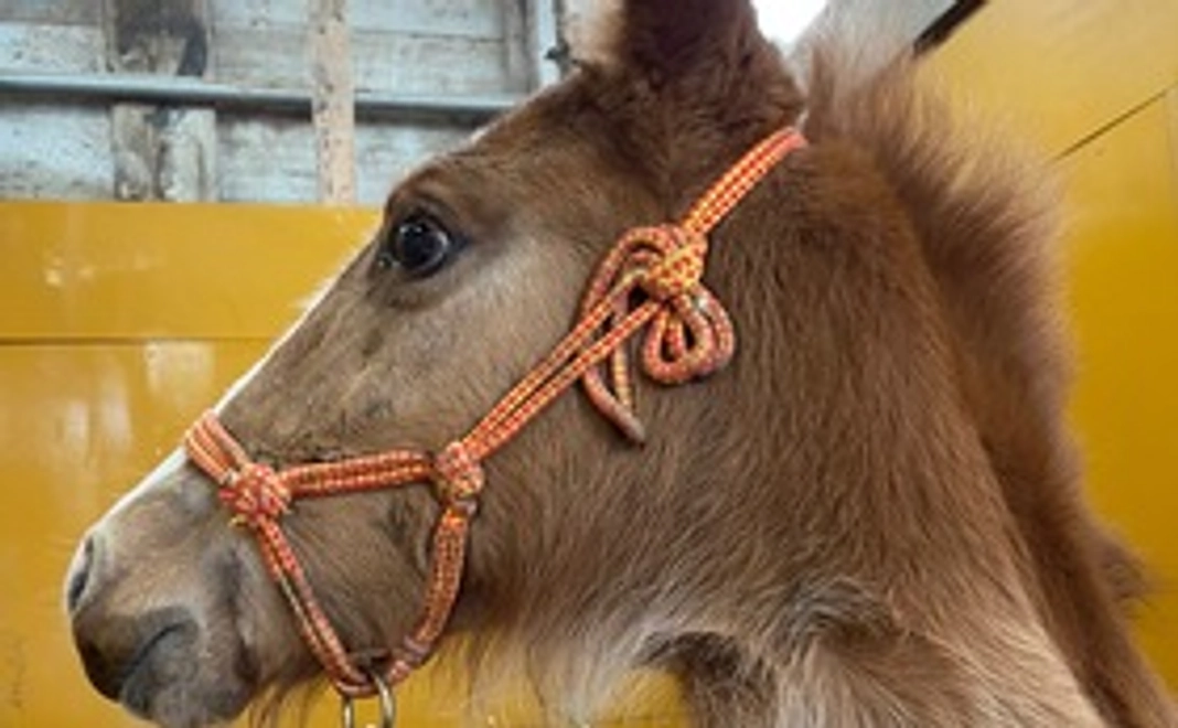 ご気軽ご支援 3,000円